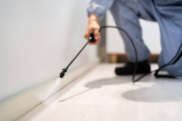Bed Bug Pre-Treatment Preparation Assessment in Spring