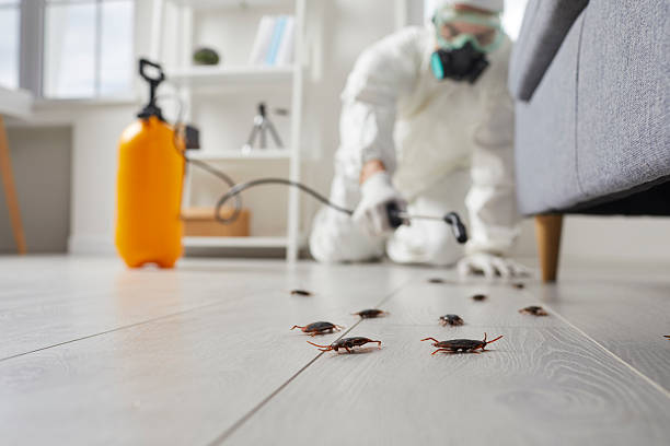 Post-Treatment Bed Bug Interceptor Monitoring in Spring